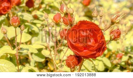 a red rose on a sunny spring day