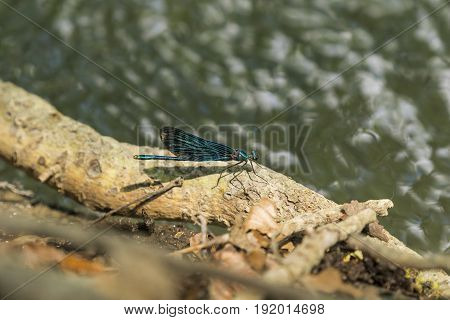 View on a Beautiful demoiselle in the Morning Light. 
Close-up of a blue Dragonfly at the Lake. Dragonflies (Calopteryx virgo). 
A Dragonfly sits on a Branch.