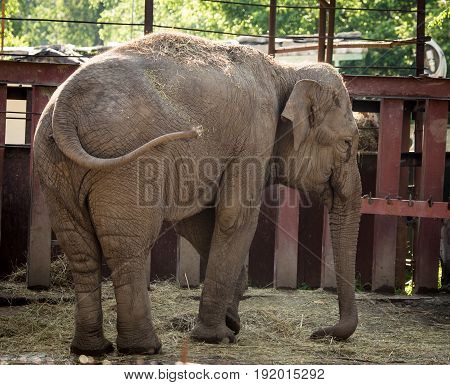 Big elephant in a park in the nature .