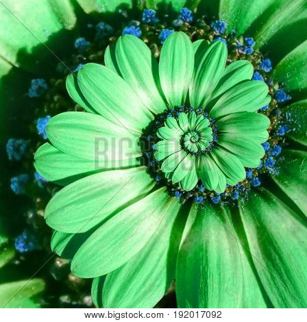 Green camomile daisy flower spiral abstract fractal effect pattern background. Green surreal flower spiral abstract pattern fractal. Incredible flower pattern round circle spirally background
