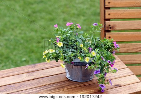 Pretty Trailing Petunias In A Galvanised Bucket On A Wooden Table