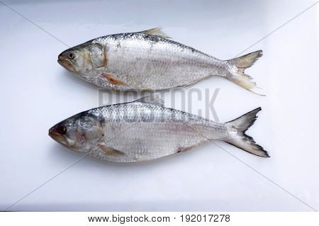 tenualosa macrura (terubuk)