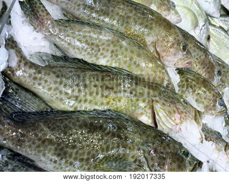 Fish in Marketplace