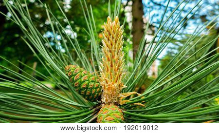 vegetation on a tree on a sunny spring day