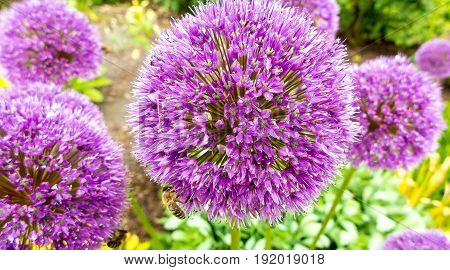 growing flowers on a sunny spring day