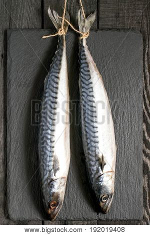 Raw fresh fish. Two mackerel or scomber hanging on a rope on background of slate board. Preparing for cooking. Seafood eating