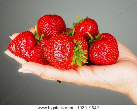 Hand Full Of Big Red Fresh Ripe Strawberries Isolated Towards Gray Colored Backgdrop