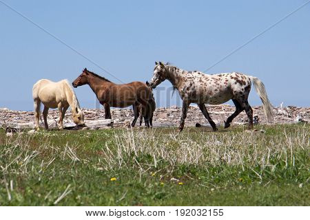 A herd of wild ponies grazing at Pollet's Cove in Maine.