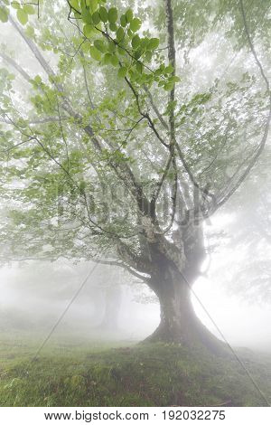 Mysterious Forest In A Very Misty Morning.