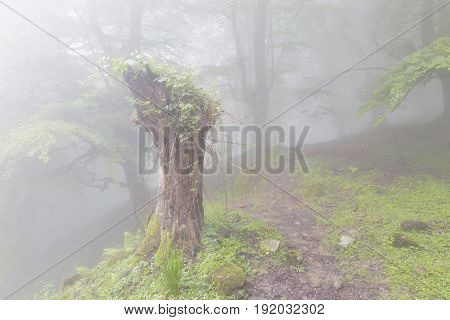Mysterious Forest In A Very Misty Morning.