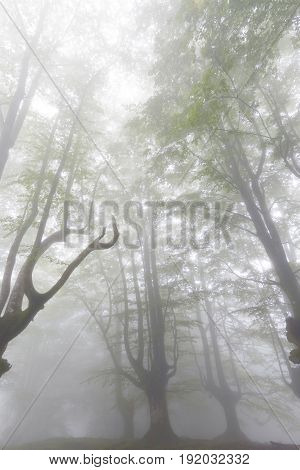 Mysterious Forest In A Very Misty Morning.