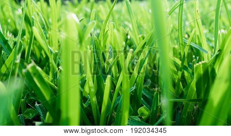 textured background - close up of green grass in the morning light