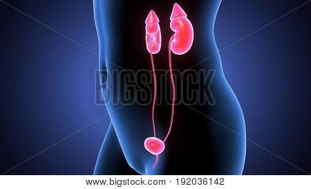 3d illustration of Human Female Kidney Anatomy.