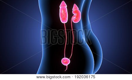 3d illustration of Human Female Kidney Anatomy.