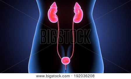 3d illustration of Human Female Kidney Anatomy.
