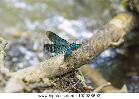 View on a Beautiful demoiselle in the Morning Light. Close-up of a blue Dragonfly with outspread wings. Dragonflies (Calopteryx virgo). A Dragonfly sits on a Branch.
