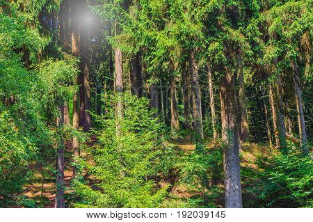Sunlight streams through tall trees in a forest clearing.