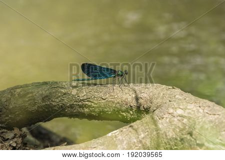 View on a Beautiful demoiselle in the Morning Light. Close-up of a blue Dragonfly at the Lake. Dragonflies (Calopteryx virgo). A Dragonfly sits on a Branch