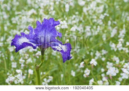 Closeup of Blue bearded Iris in meadow of soft white flowers