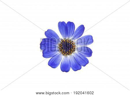 blue flowers cineraria isolated on white background