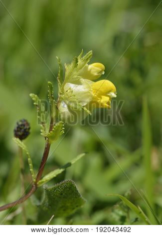 Yellow Rattle