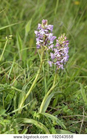 Common Fragrant Orchid