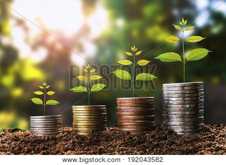 money growht in soil and tree concept business success finance with sunshine in nature