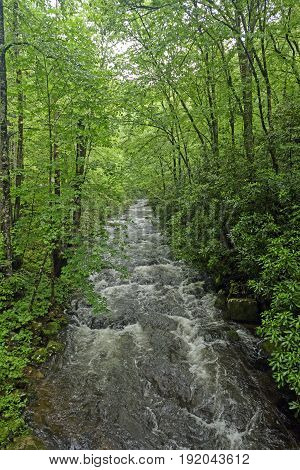 Noland Creek in the Spring in the Great Smoky Mountains in North Carolina