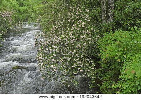 Mountain Laurel Along a Raging Noland Creek in Spring in the Great Smoky Mountains of North Carolina