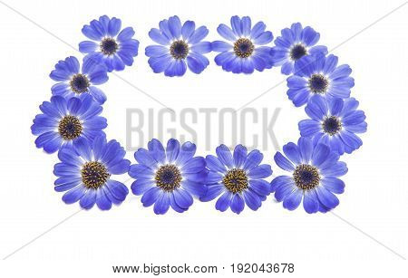blue cineraria flowers isolated on white background
