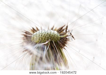 Dandelion in the flower garden. Close up.