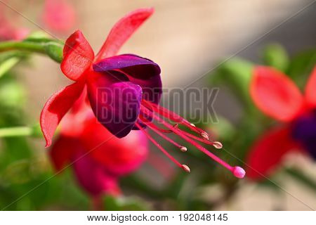 Flower. Beautiful Blossoming Fuchsia. Natural Colorful Blurred Background. (fuchsia)