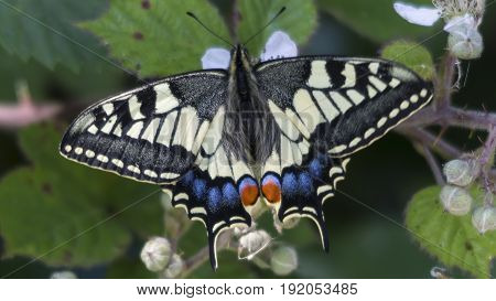 A Swallowtail Butterfly (Papilio machaon) at RSPB Strumpshaw Fen.