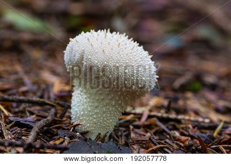Natural White Puffball Mushroom Standing On Forest Floor
