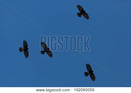 Four Alpine Choughs (pyrrhocorax Graculus) Flying In Blue Sky