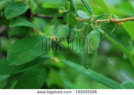 Honeysuckle, immature green berries hang on a branch
