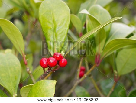 Skimmia japonica plant with leaves and red berries. Japanese sorbus