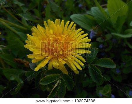 Yellow dandelion in the summer forest. Beauty