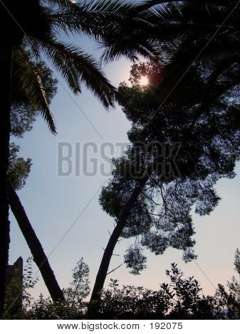 Sun 001