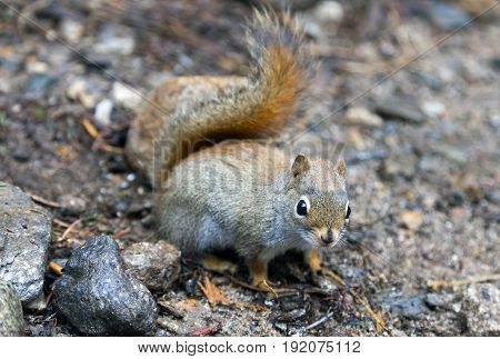 North American red squirrel at Mount Washington Coors County New Hampshire.