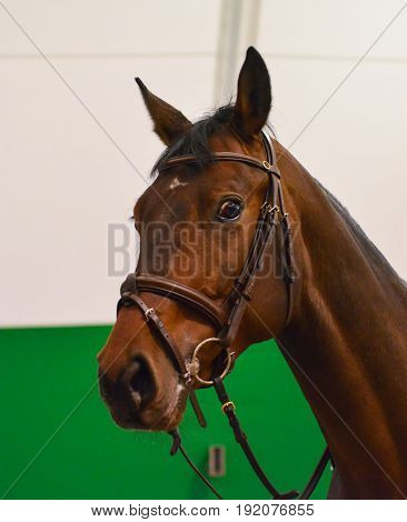 Dressage: portrait of bay horse. Close up of the head of a bay dressage horse with bridle and check-rein or martingale.
