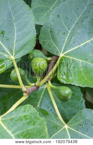 Vertical closeup photo of a green fig ripening on a tree with several other figs and the green leaves in soft focus in the background with dew on them