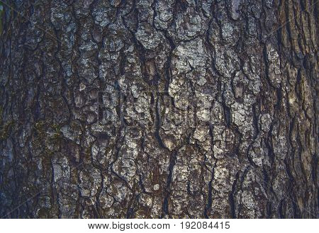 wood bark. the texture of the bark. backgrounds