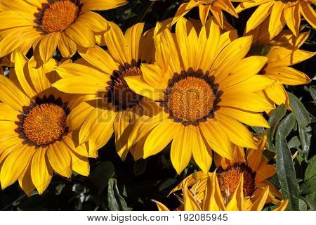 Numerous Yellow Garzania flowers smell the garden