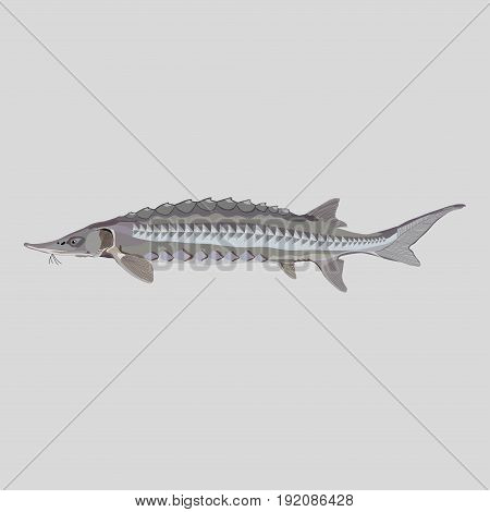 Sturgeon fish logo for fishing clubs restaurants emblems flat style image