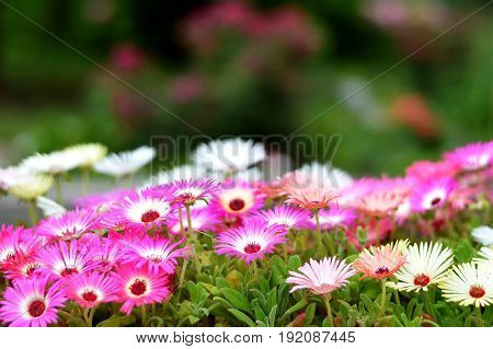 Close up of colorful Livingstone daisy flowers
