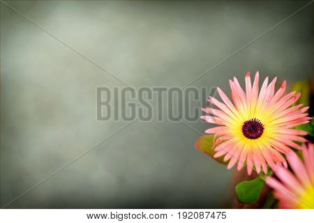 Livingstone daisy on grey background with copy space