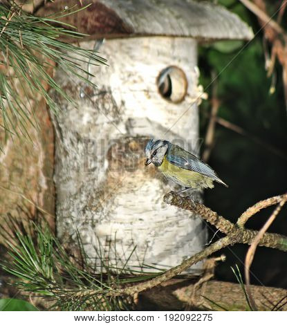 Bird Tit And Birdhouse On Tree Background