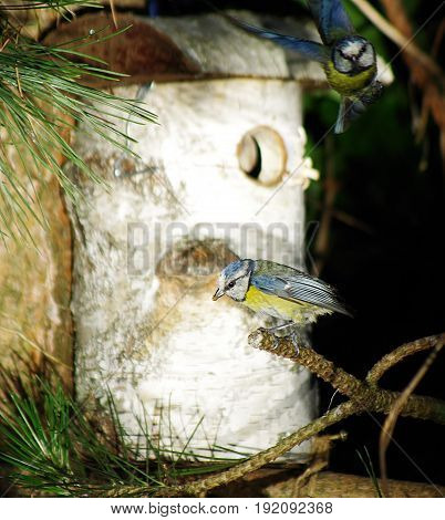 Bird Tit And Birdhouse On Tree Background