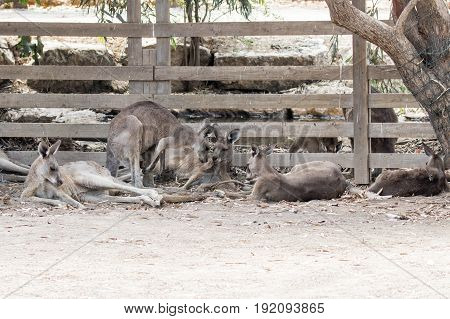 Kangaroos lie on a sunny day on the ground and rest at the Australian Zoo Gan Guru in Kibbutz Nir David in Israel